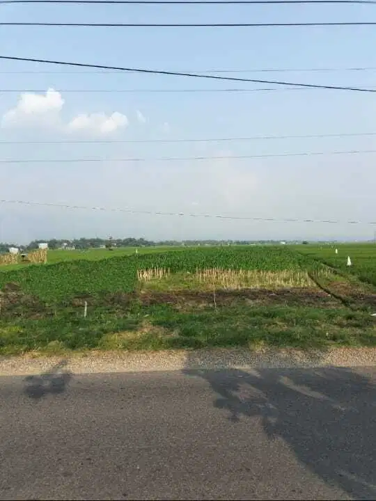 Dijual tanah ex sawah Poros Jalan Lokasi Mojowarno