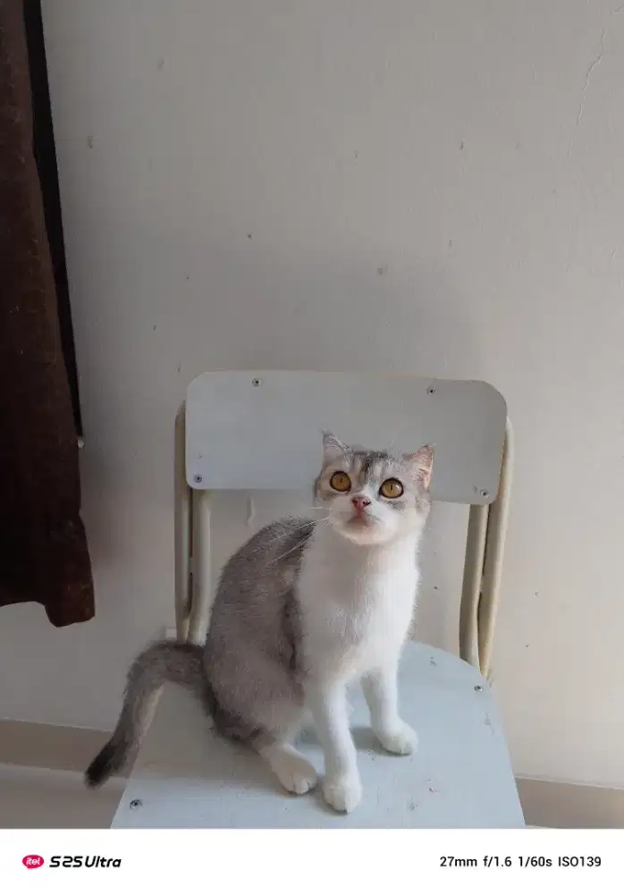 Scottish fold ras