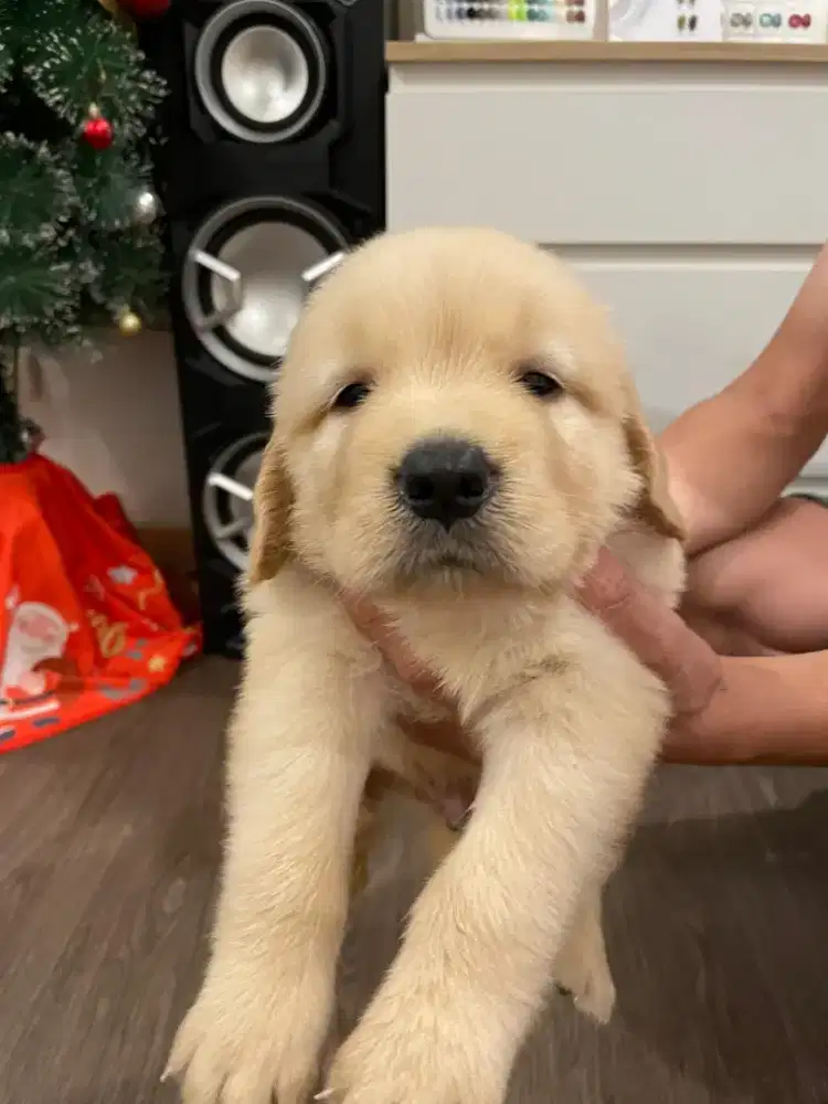 Anak Anjing Golden Retriever Super Manja