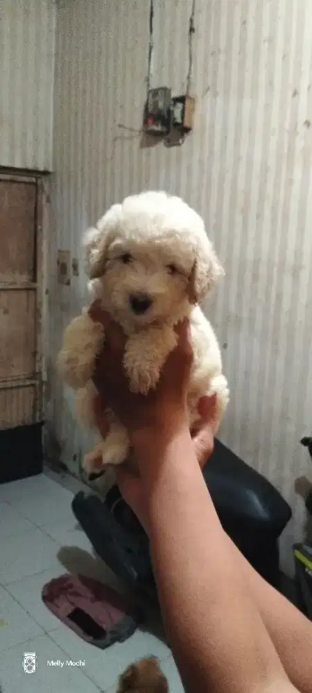 Light apricot poodle jantan