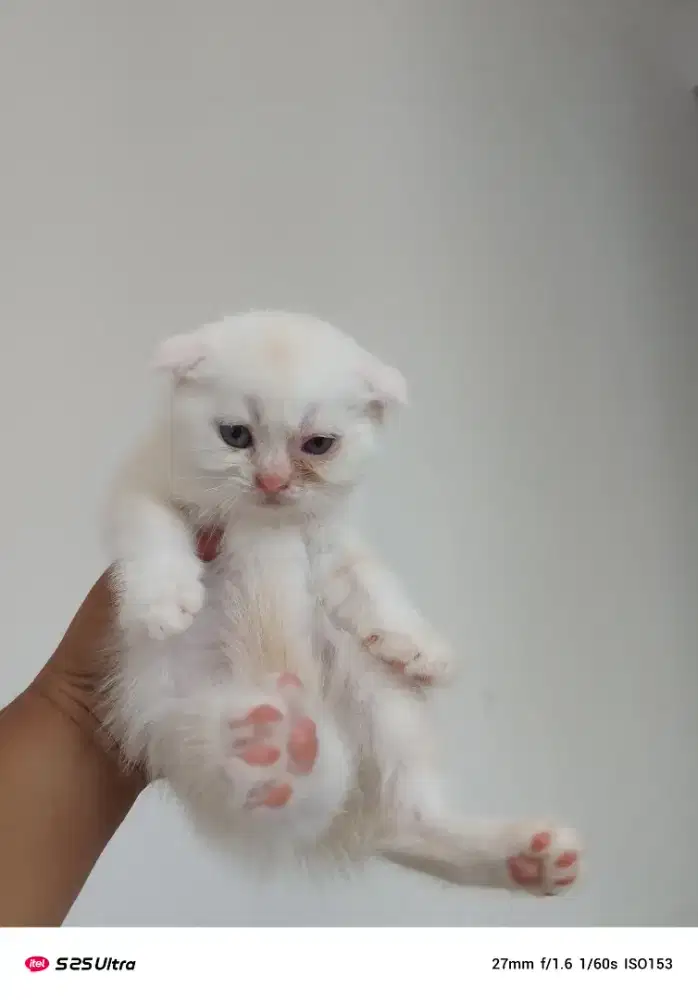 Scottish fold (anak kucing)