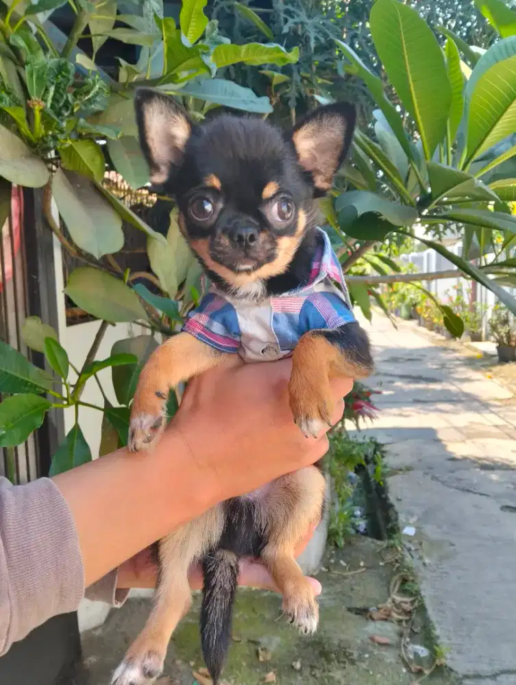 Chihuahua jantan