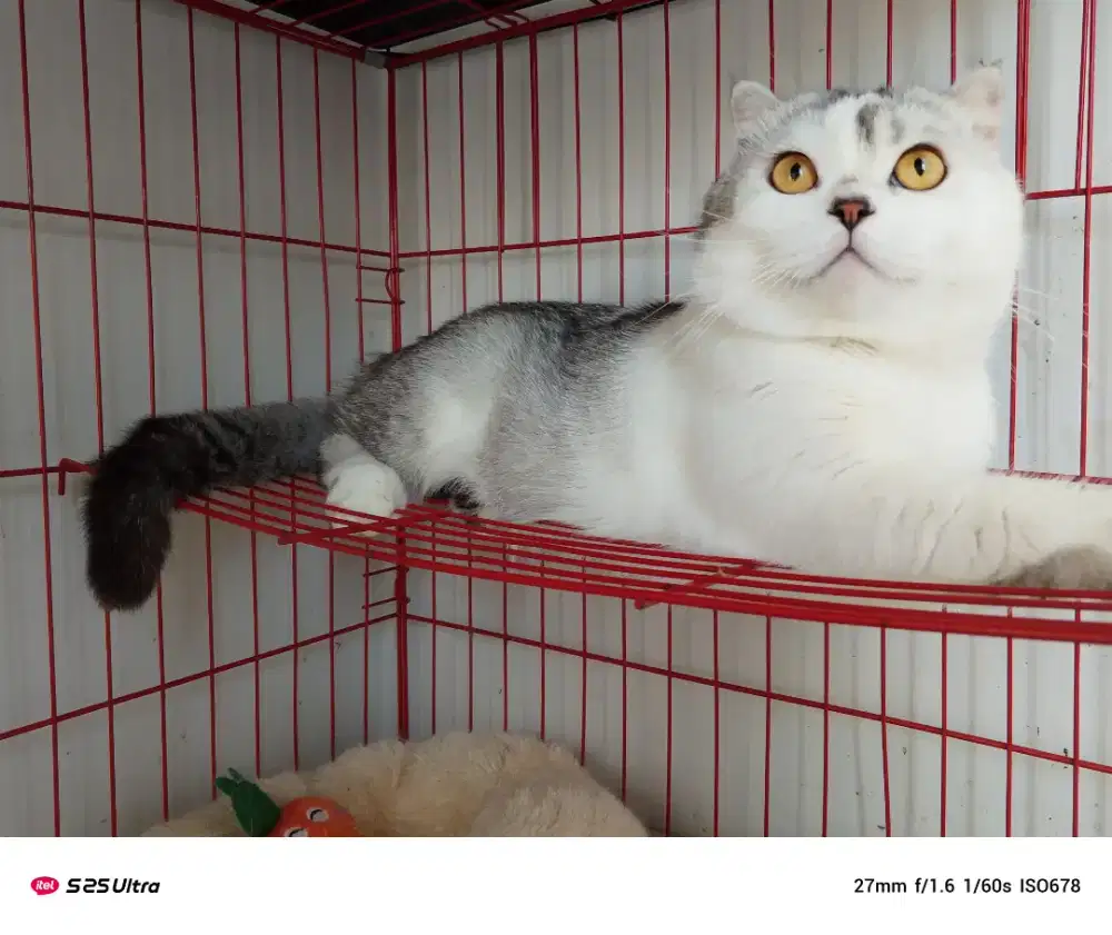 Scottish fold dewasa jantan