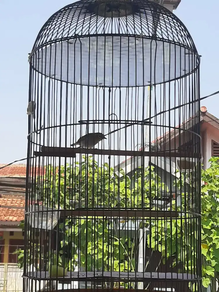 Burung pleci bustomi gacor bgt