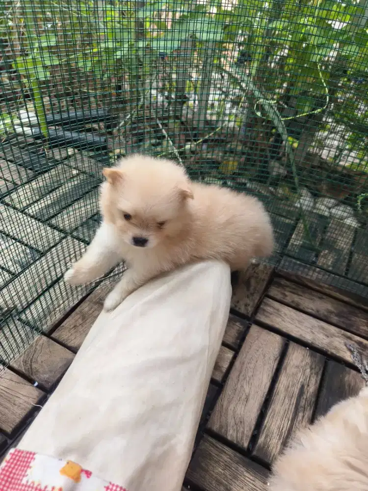 ANJING POMERANIAN