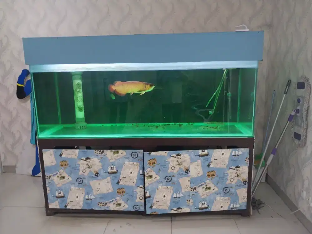 Ikan arwana super red