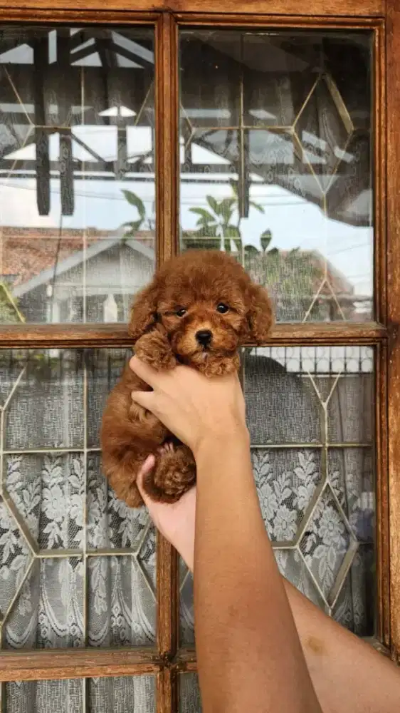 RED POODLE JANTAN STAMBUM VAKSIN CHIP