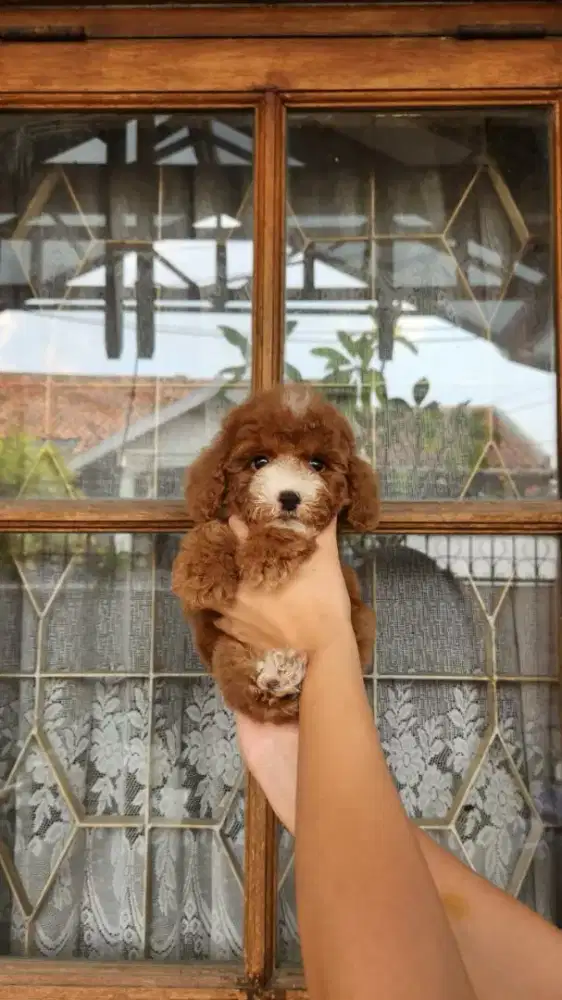 RED POODLE JANTAN STAMBUM VAKSIN CHIP