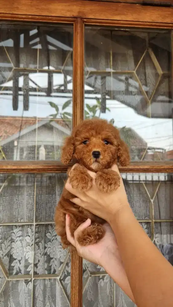 RED POODLE JANTAN STAMBUM VAKSIN CHIP