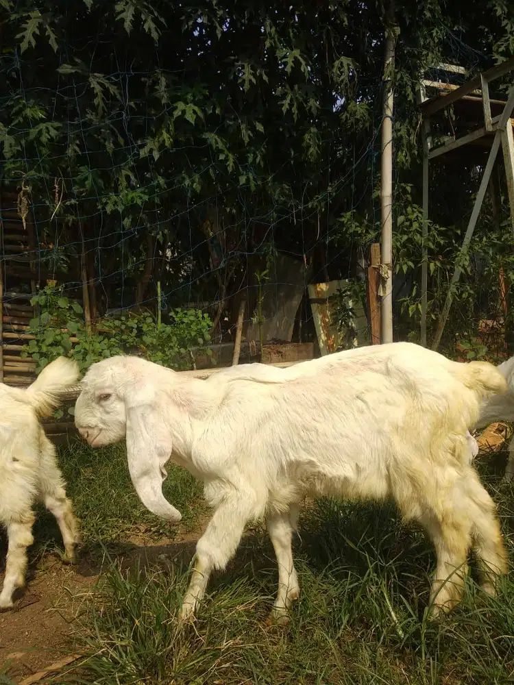 Kambing Etawa Senduro