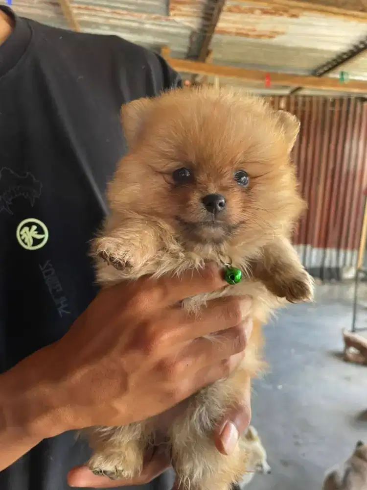 ANJING MINIPOM JANTAN BETINA