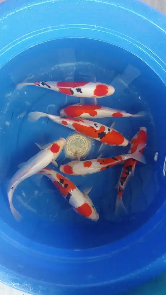 Koi Blitar Paket 7ekor Gosanke Doitsu 25-30cm Grade A