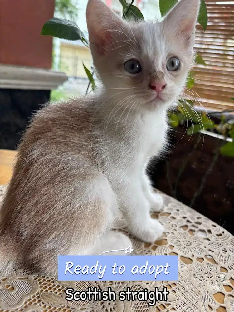 Open adopt kucing scottish straight