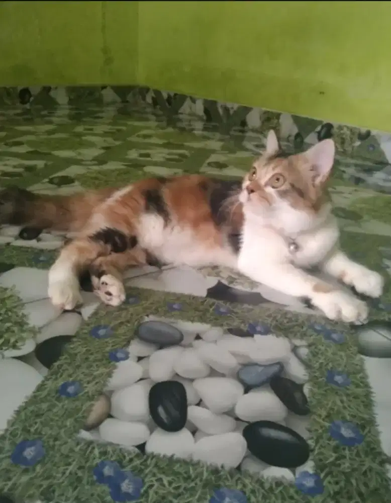 Kucing Persia medium betina usia 5 bulan