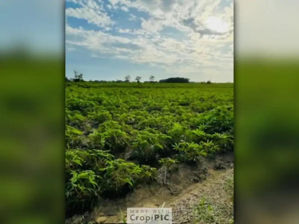 Dijual Tanah di Tanjung Ratu Ilir, Lampung Tengah