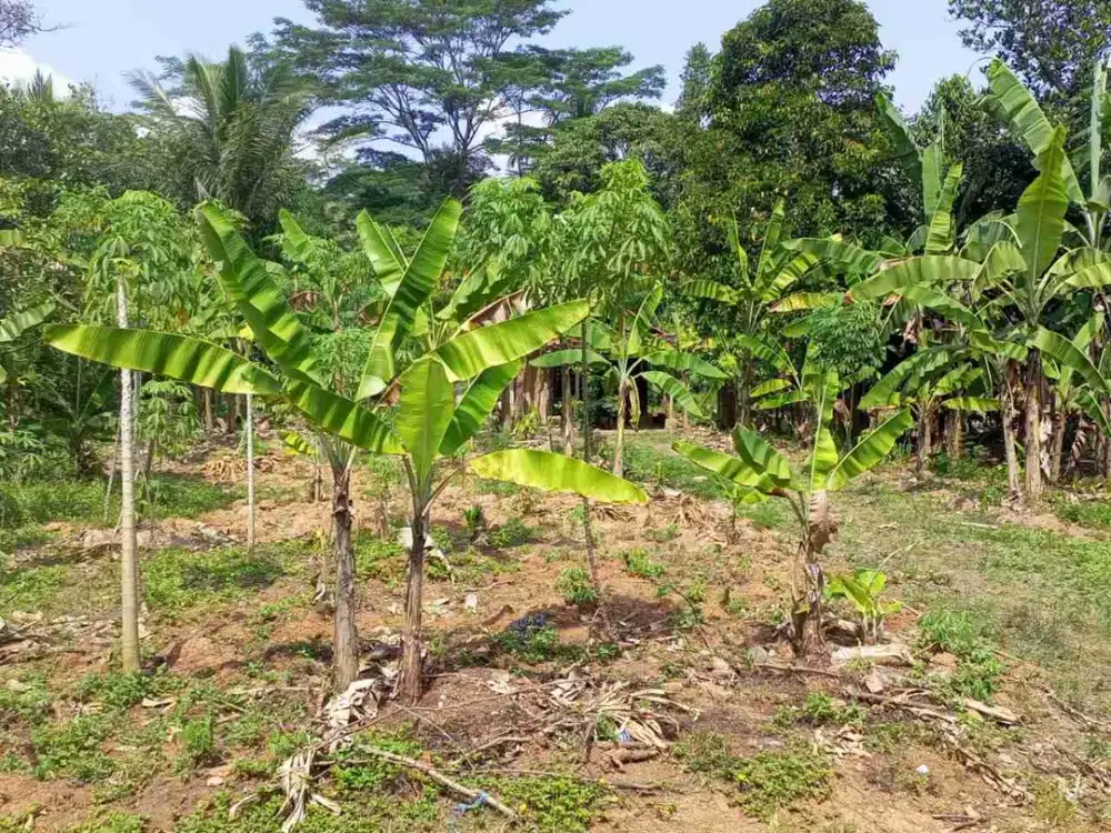 Dijual Tanah Strategis di Kampung Enrek, Jonggol – Kab. Bogor, Jawa Barat