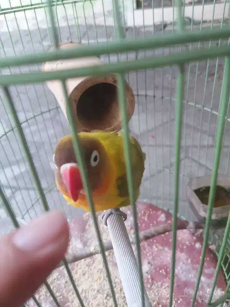 Lovebird lurrrrrr
