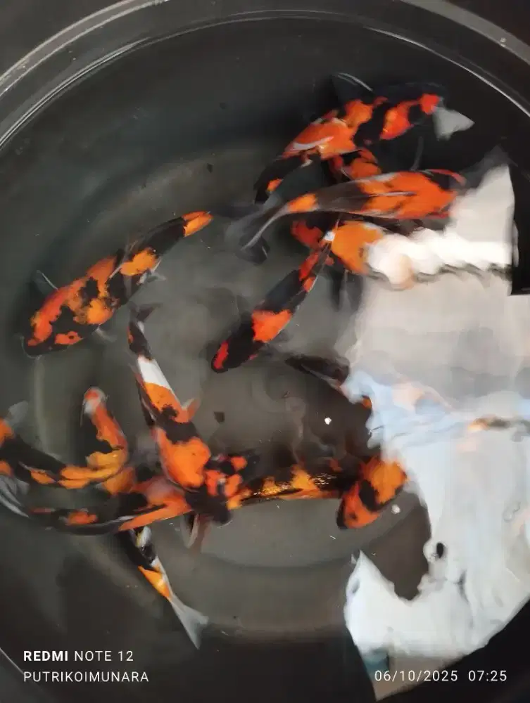 Ikan koi blitar