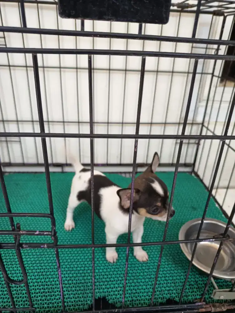 Anakan Chihuahua