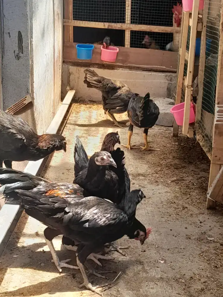 Ayam kampung bekakak