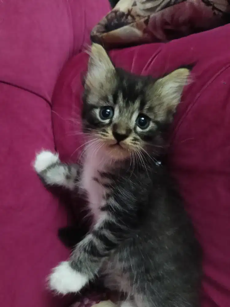 Kucing Kitten mainecoon