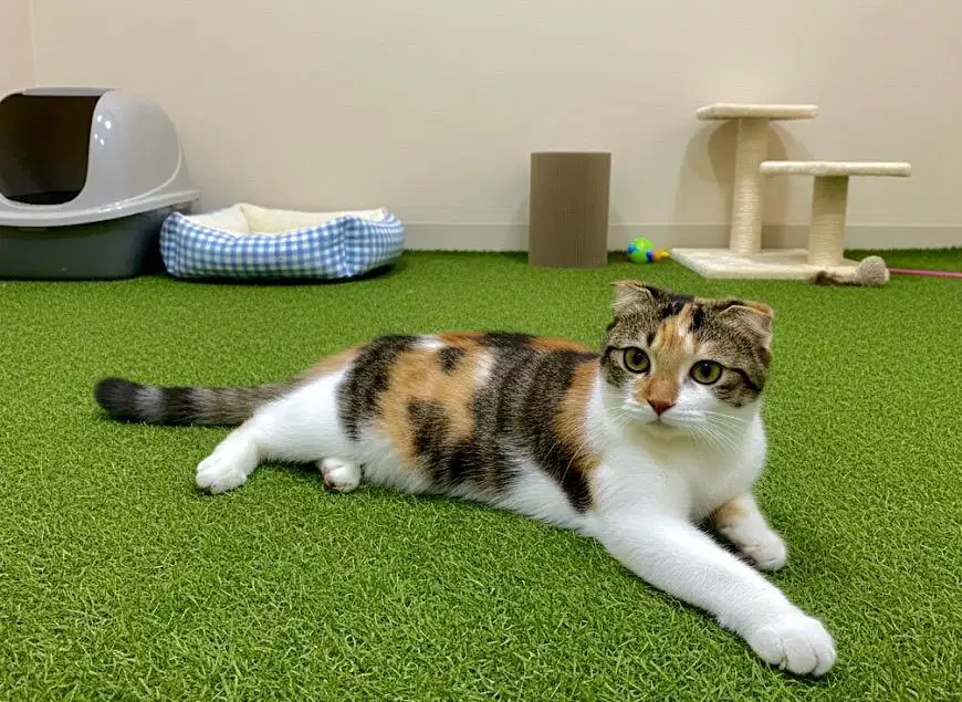 Kucing scottish fold betina murahhhh
