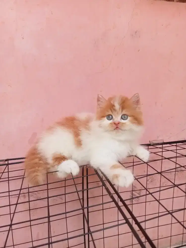 Kucing Persia medium
