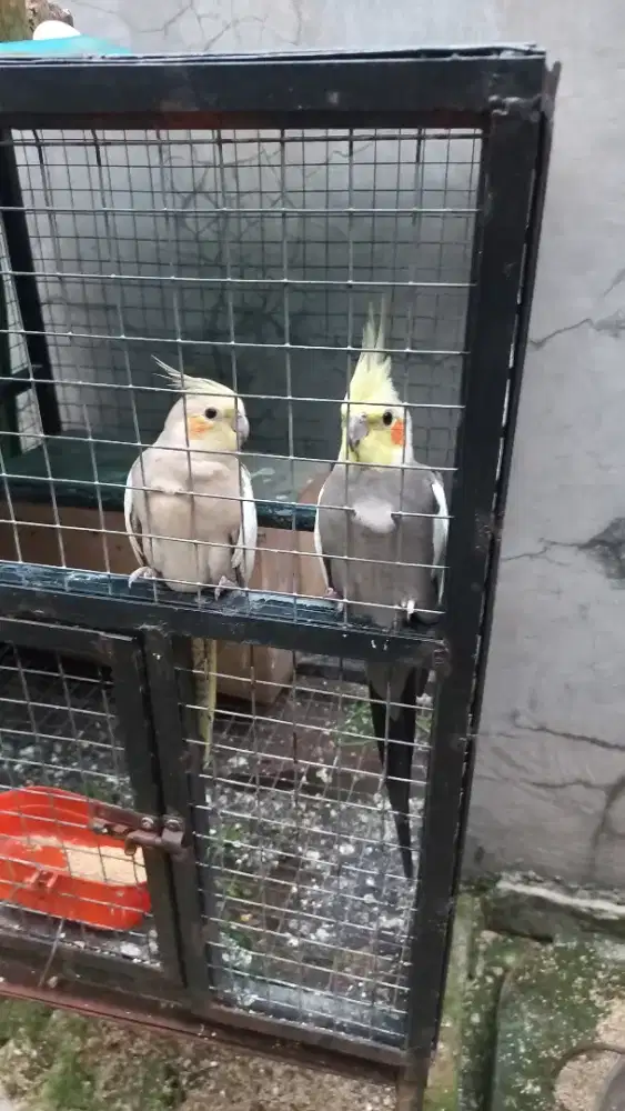 Burung Parkit Australi (borongan)
