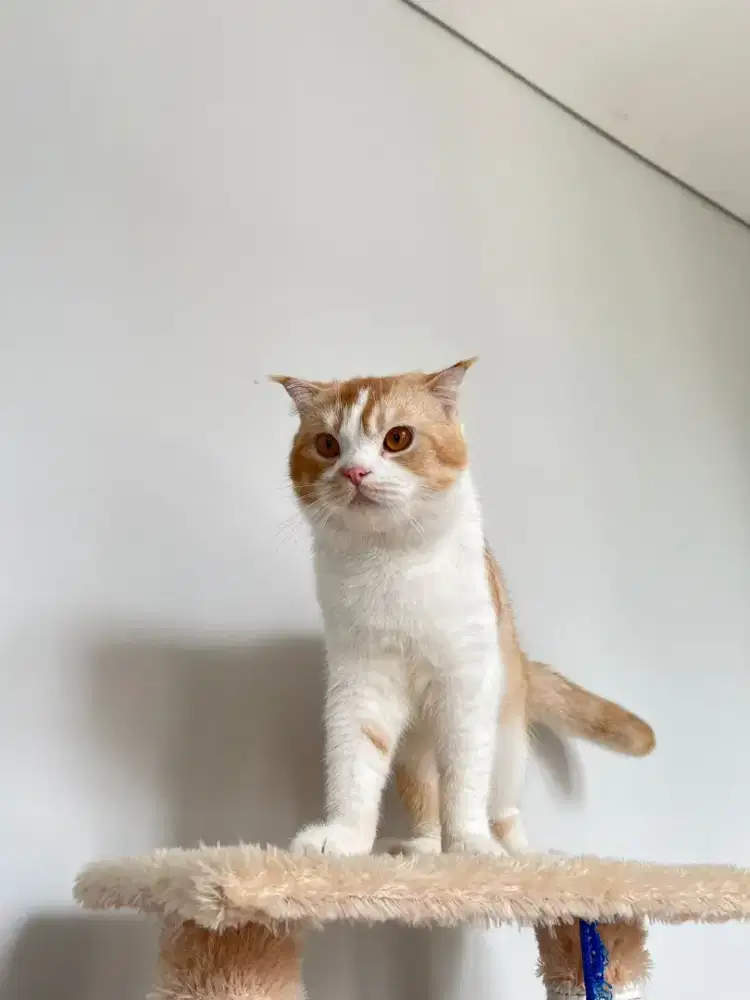 Scottish fold dewasa jantan