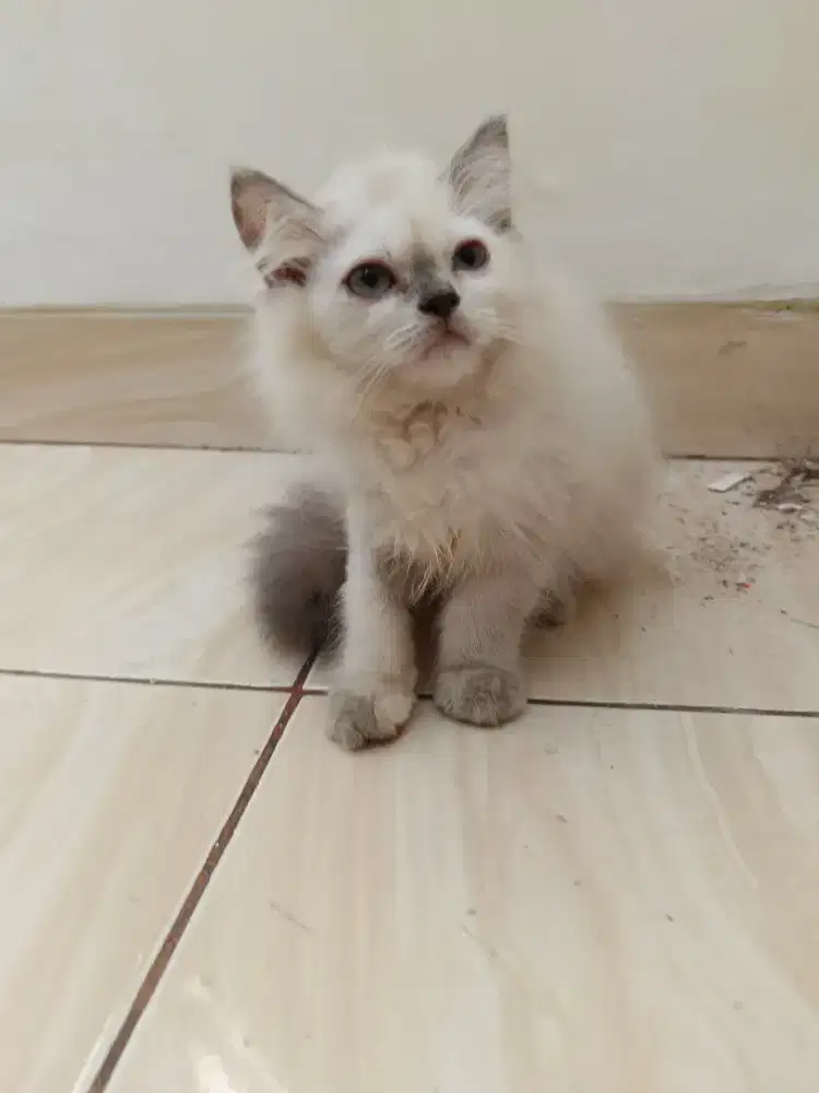Kitten betina himalaya 3 bulanan