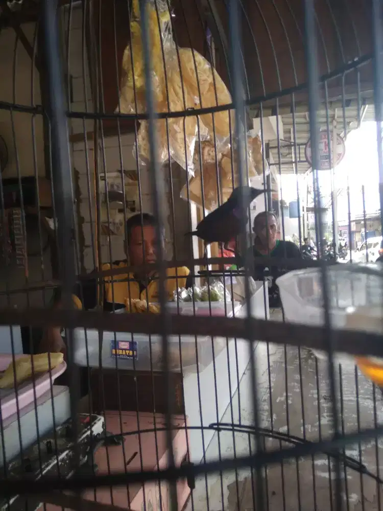 Kolibri ninja sudah gacor pulll dn ada masteran,kenarian,gereja tarung