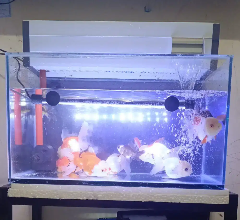 Ikan mas koki 4 ekor +aquarium full set