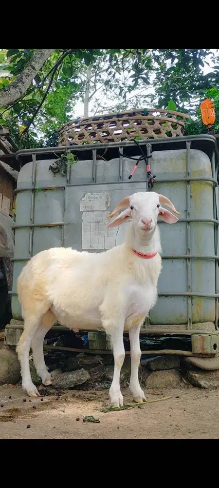 Bakalan jantan kambing lokal temanggung