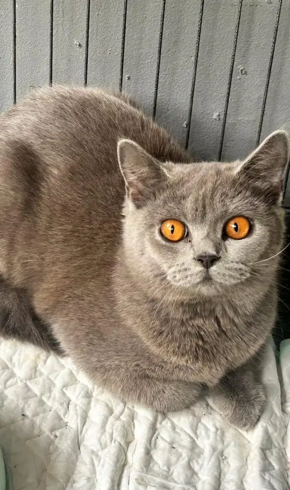 Kucing british shorthair ped bsh british short hair