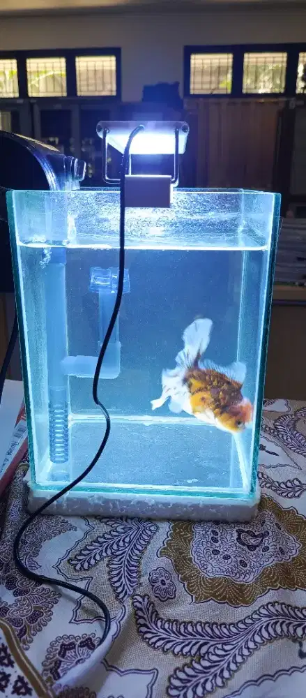 Ikan mas koki +aquarium full set