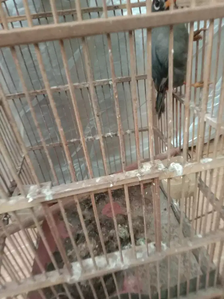 Jual burung  poksay mandarin