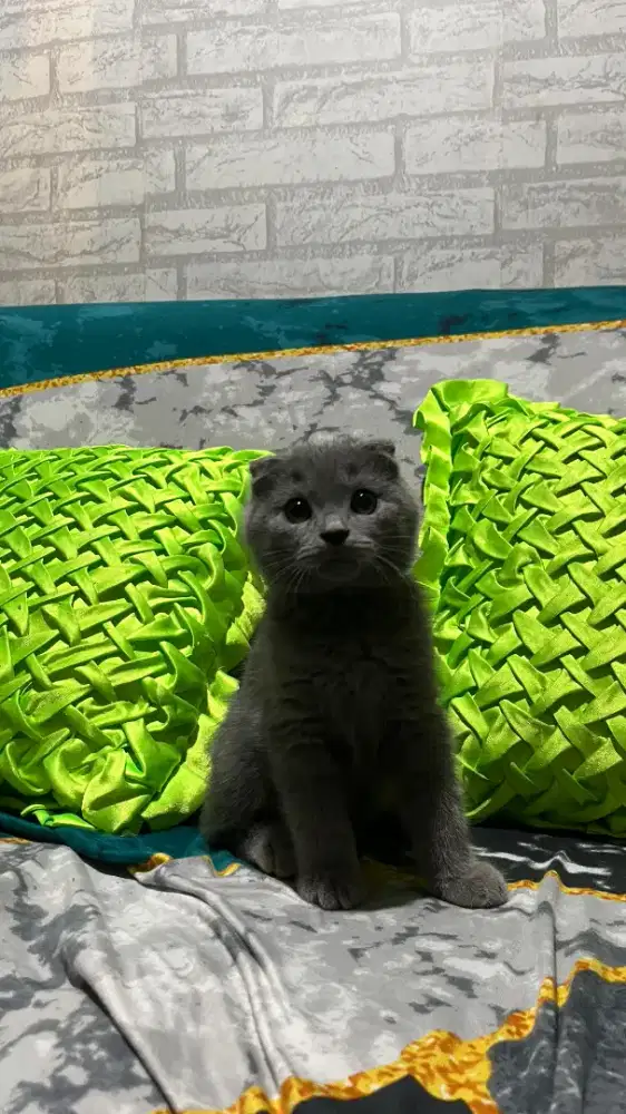 LEPAS ADOPT,BSH BICOLOR X BSH SF