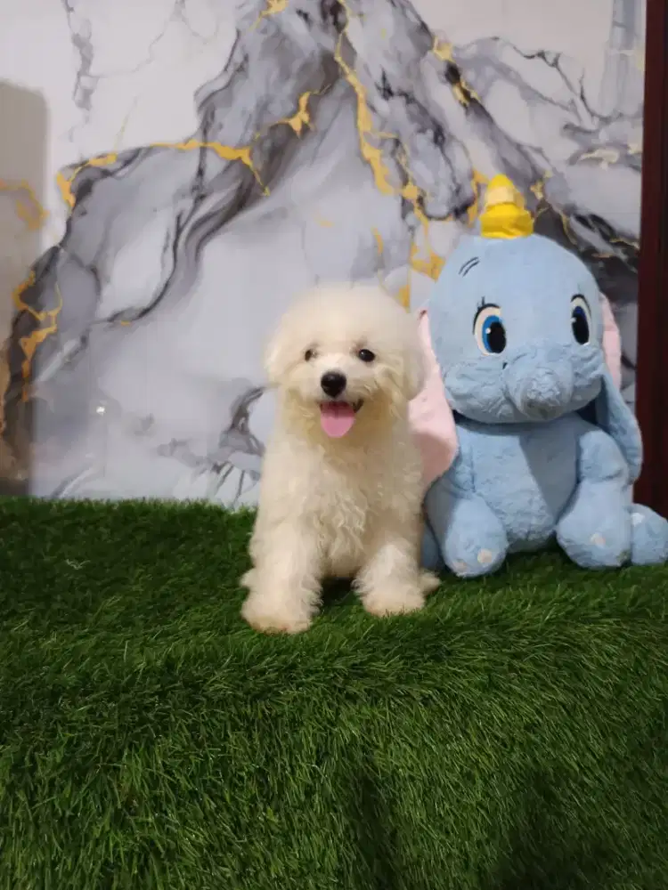 Bichon betina blonde Korea eropa