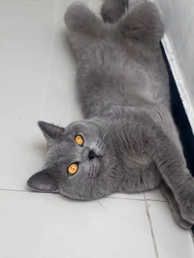 British Shorthair Jantan Nonped