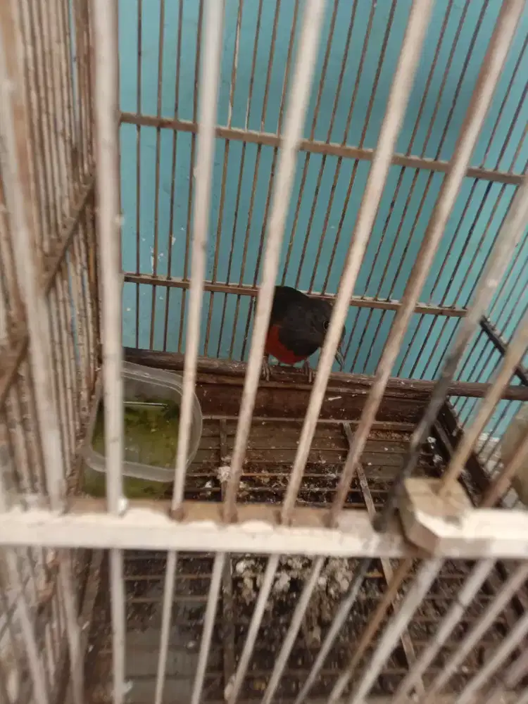 Jual burung  muray betina