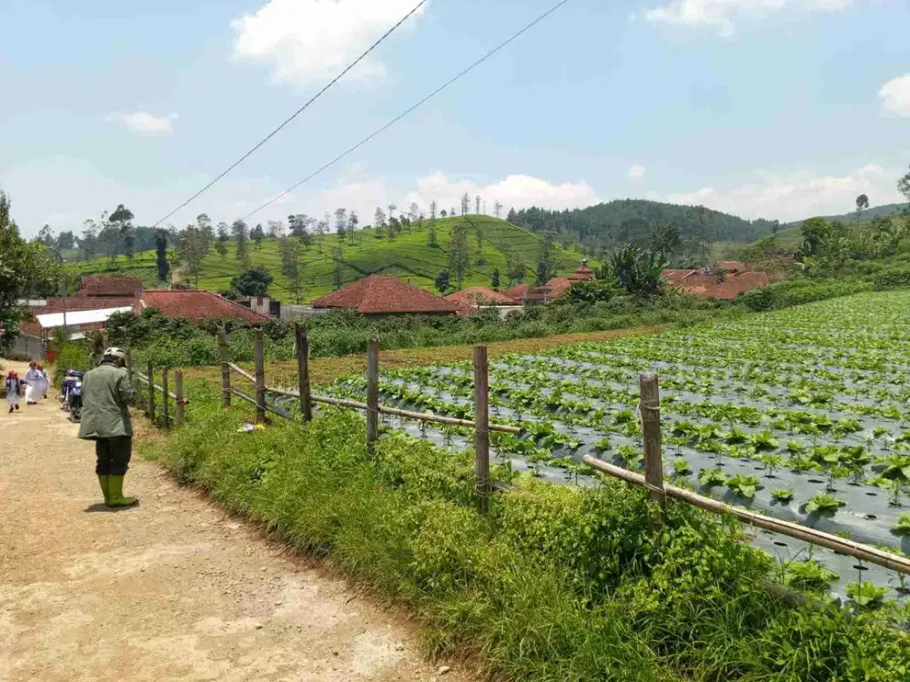Tanah kebun view bagus cibeber ciwidey