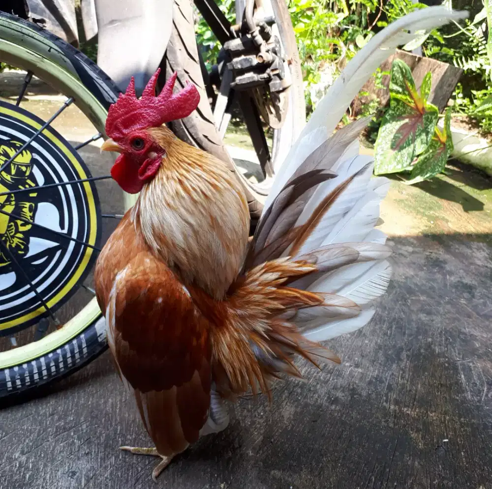 AYAM  SERAMA JANTAN