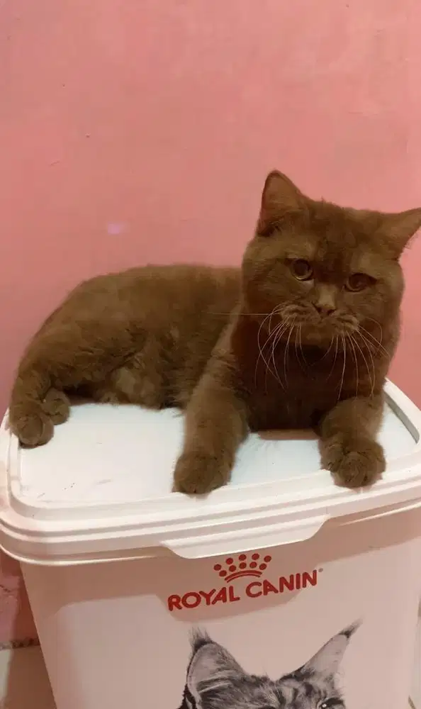 British Shorthair Cinnamon BSH Pejantan