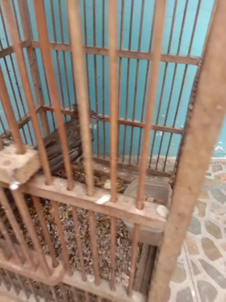 Jual burung  cak kelinci