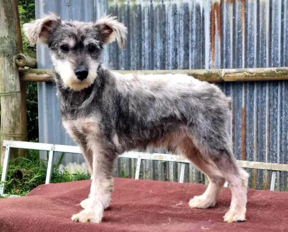 Anjing Mini Schnauzer