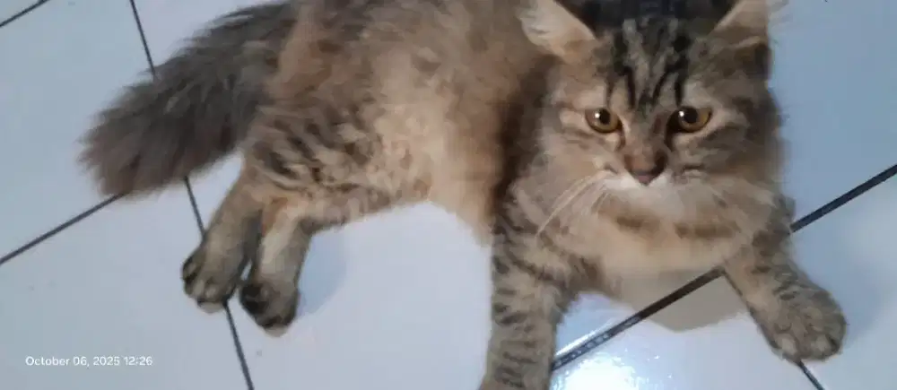 Kucing persia mix bigbone