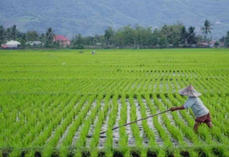 Jual Sawah murah