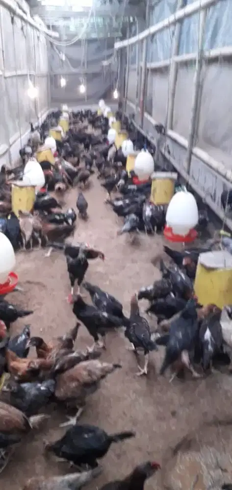 Jual ayam kampung KUB