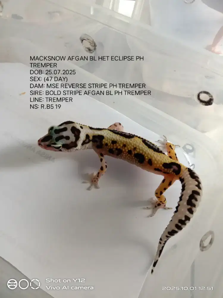 Baby leopard gecko cakep dan lucu