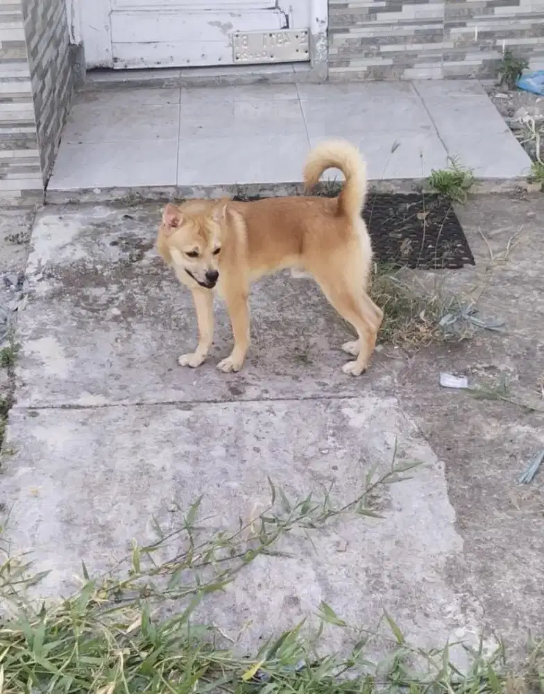 Jual Murah Anjing Pom mix Golden Jantan